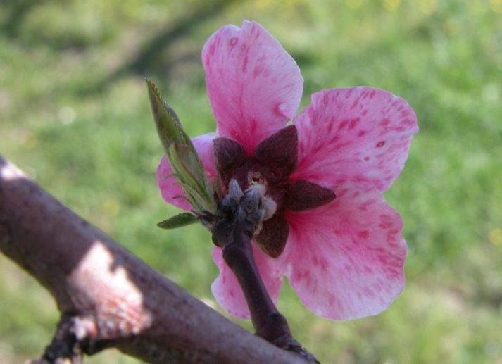 Immagine di fiore con effetti della Sharka