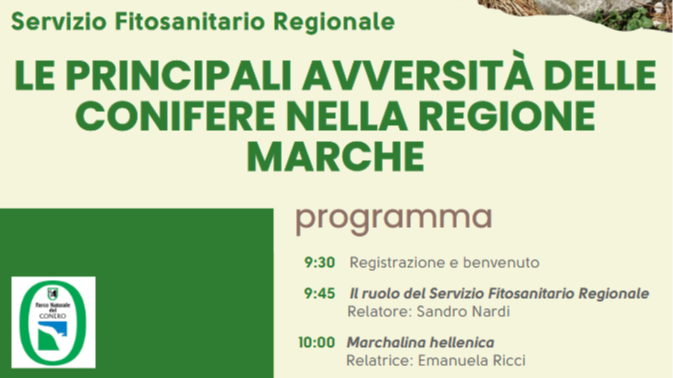 02/07/2026: Incontro tecnico sulle principali avversità delle conifere nella Regione Marche