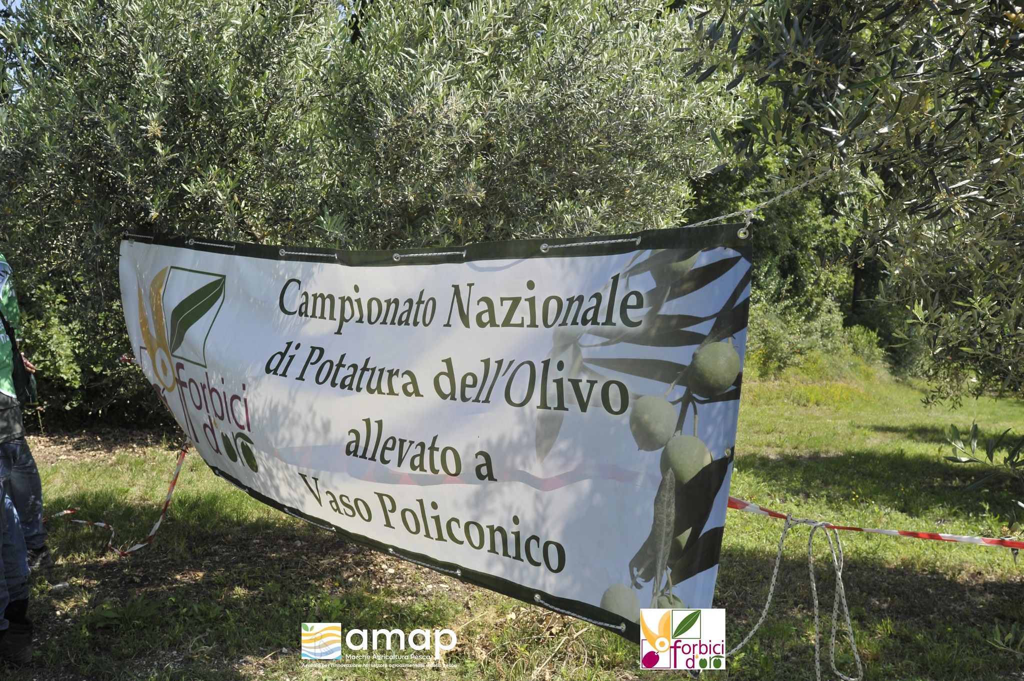 Immagine dello striscione del concorso teso tra gli olivi