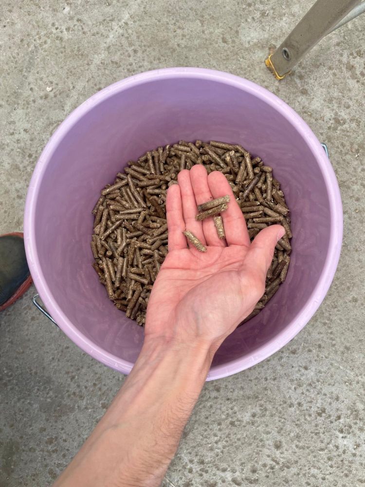 Pellet ottenuti interamente da paglia presso l'azienda agricola Tudor Mariam L'immagine ritrae il pellet ottenuti interamente da paglia presso l'azienda agricola Tudor Mariam
