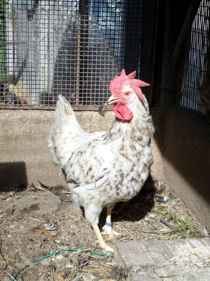 006. Gallina Marchigiana