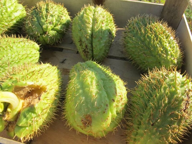 100. Zucchino spinoso di Serrapetrona