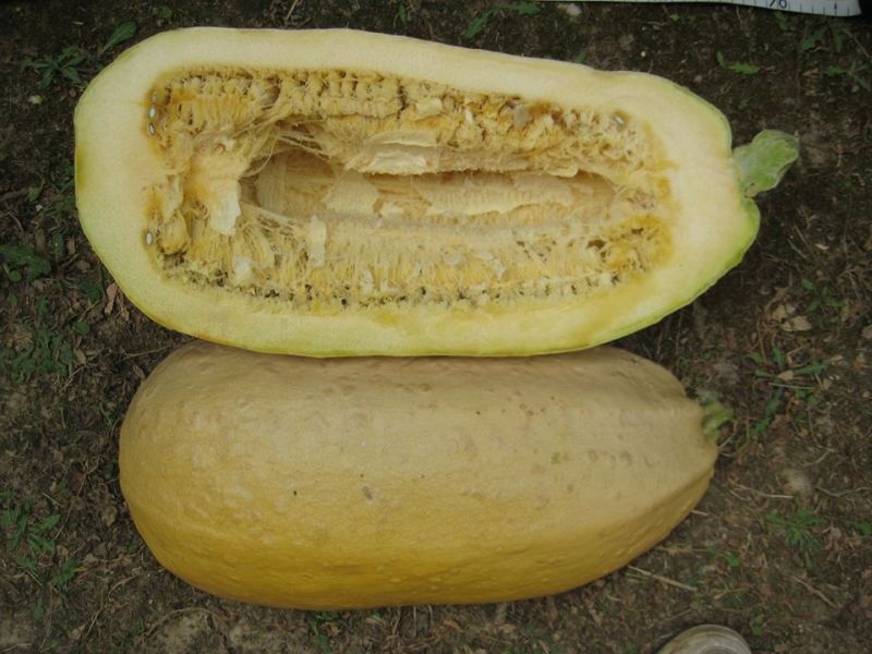 101. Zucca da fiore di Serrapetrona