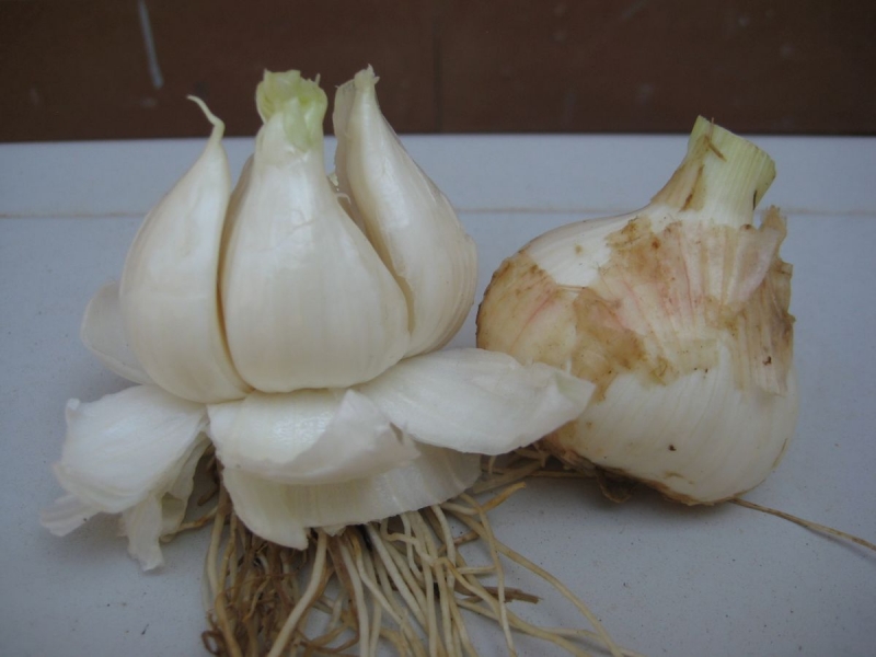 118. Aglio rosa di Cantagallo