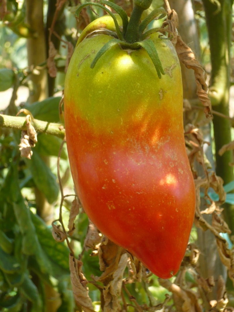 037. Pomodoro Valentino