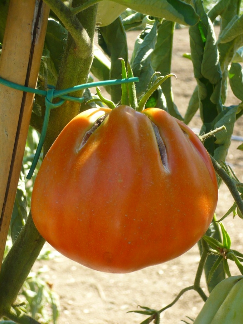 038.  Pomodoro Cuor di bue “atipico”