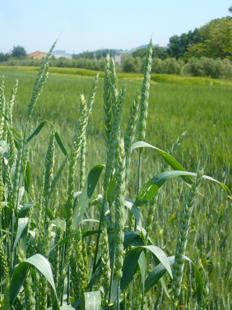 060. Frumento Jervicella – accessione di Monte Giberto