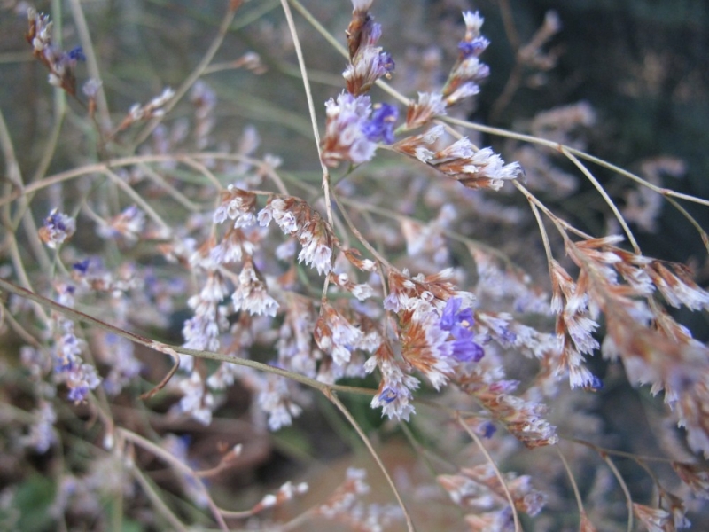 074. Limonium narbonense