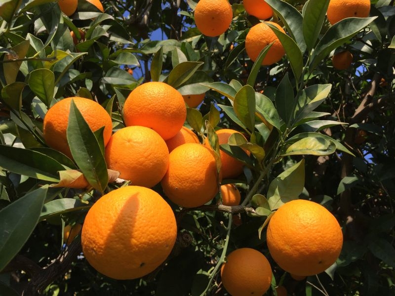 091. Arancio biondo del Piceno
