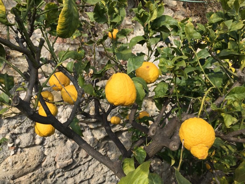 094. Limone pane del Piceno