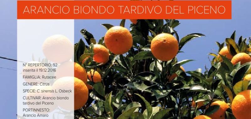 092. Arancio biondo tardivo del Piceno