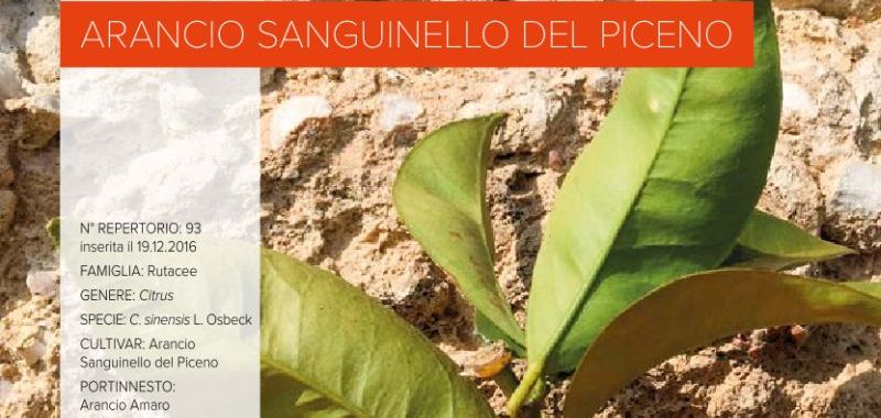 093. Arancio sanguinello del Piceno