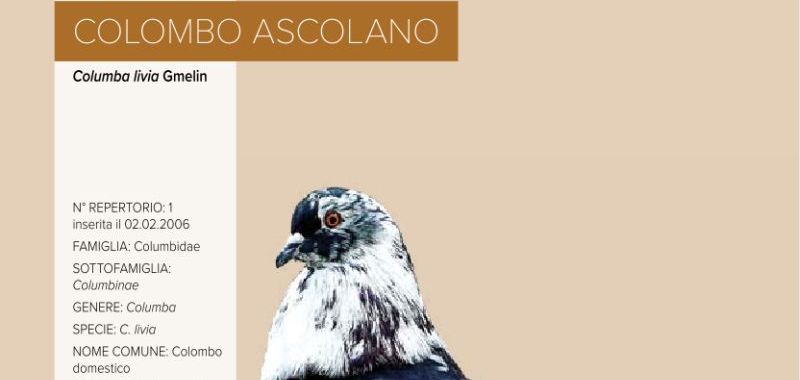 001. Colombo Ascolano