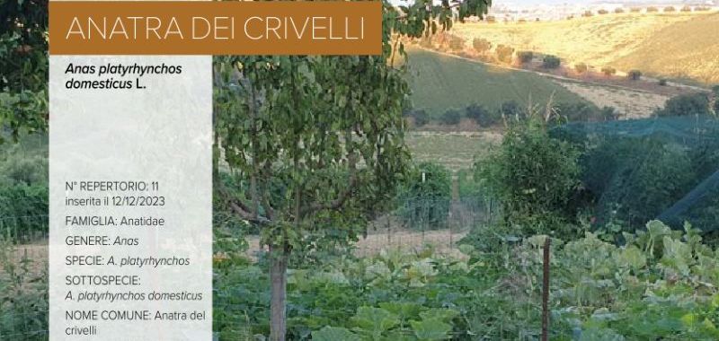 011. Anatra dei Crivelli