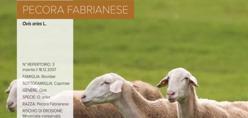 003. Pecora Fabrianese