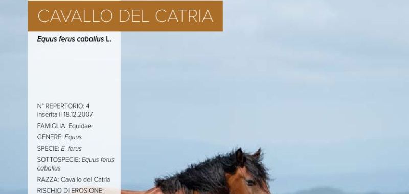 004. Cavallo del Catria