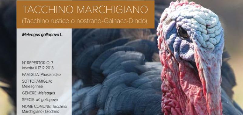 007. Tacchino Marchigiano