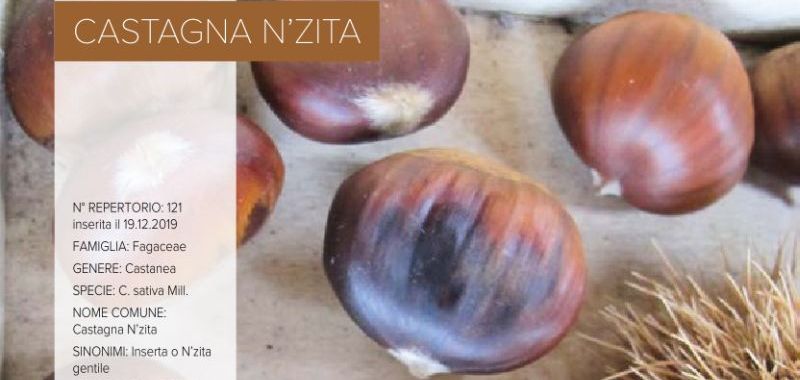 121. Castagna N’zita