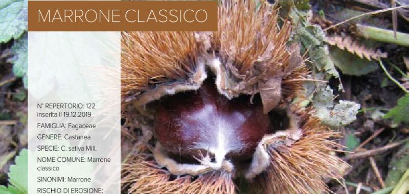 122. Marrone classico