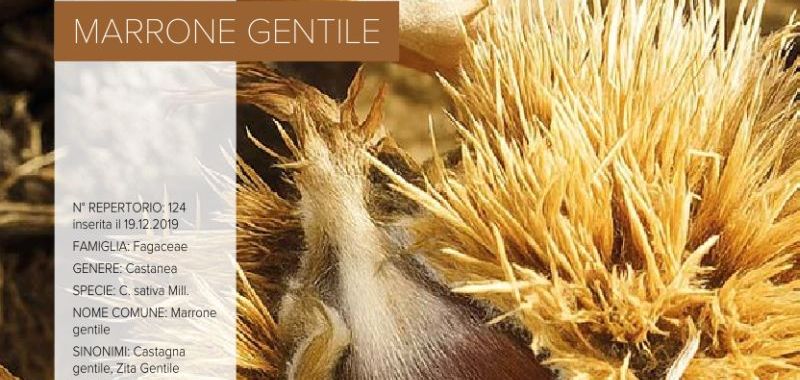 124. Marrone gentile