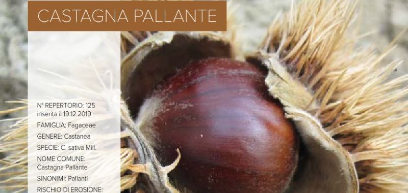 125. Castagna Pallante