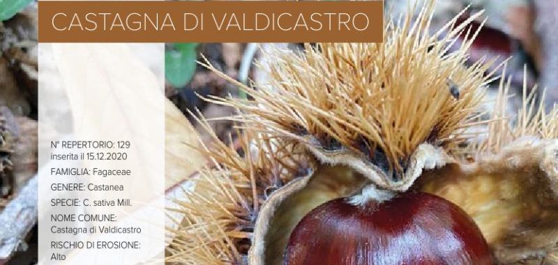 129. Castagna di Valdicastro