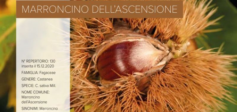 130. Marroncino dell’Ascensione