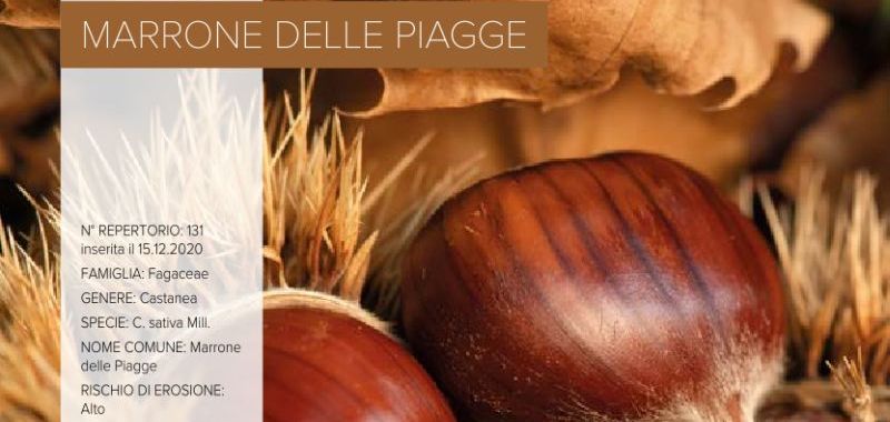 131. Marrone delle Piagge