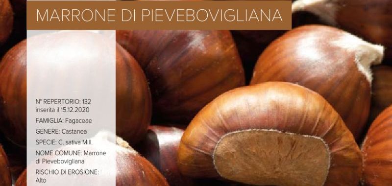 132. Marrone di Pievebovigliana