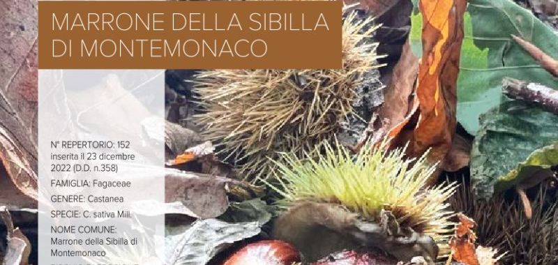 152. Marrone della Sibilla di Montemonaco