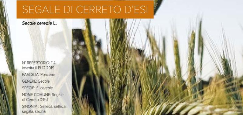 114. Segale di Cerreto d’Esi