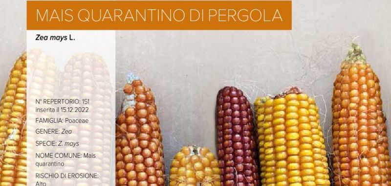 151 Mais Quarantino di Pergola