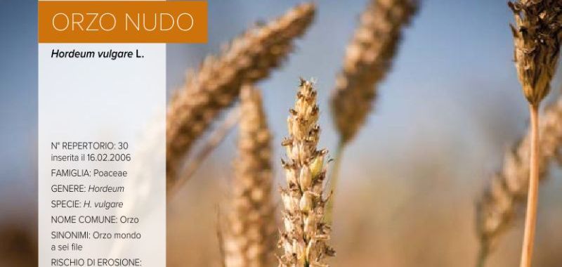 030. Orzo nudo