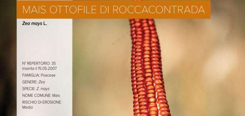 035. Mais ottofile di Roccacontrada