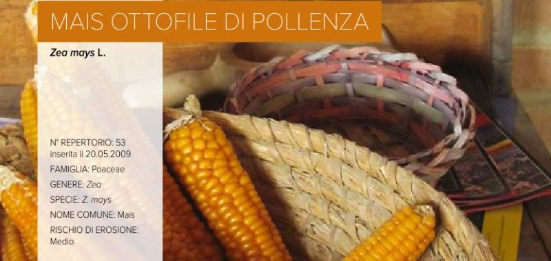 053. Mais ottofile di Pollenza