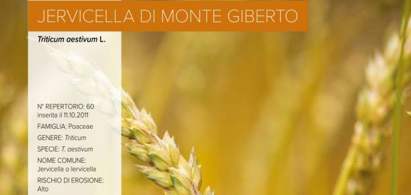 060. Jervicella di Monte Giberto