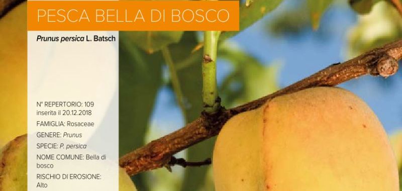 109. Pesca Bella di Bosco