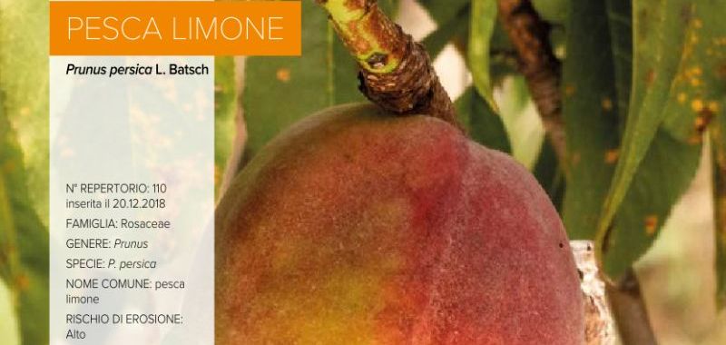 110. Pesca Limone
