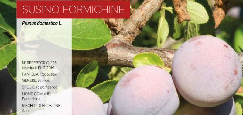 126. Susino Formichine