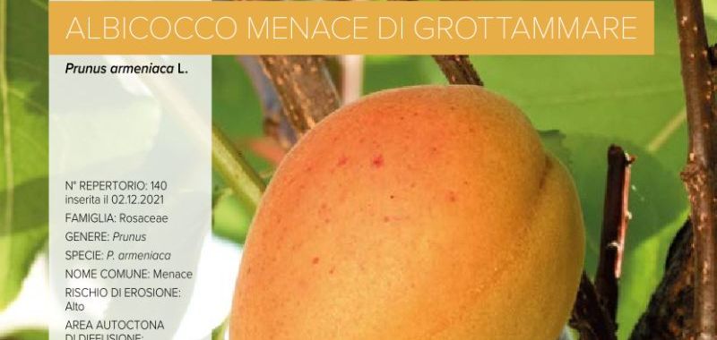 140. Albicocco Menace di Grottammare