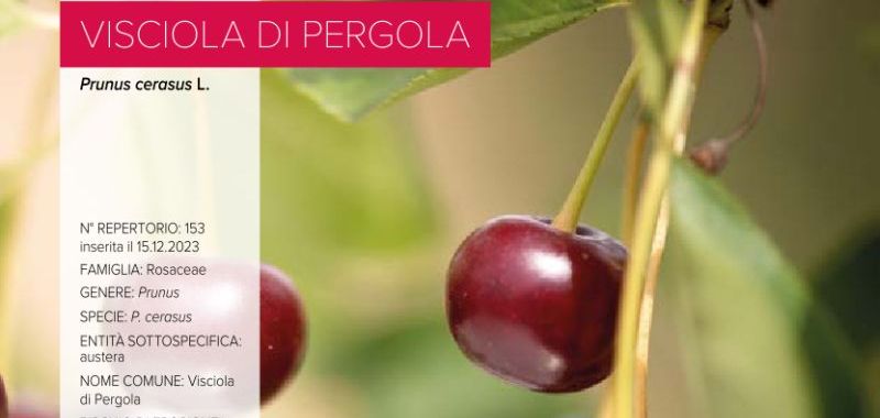 153. Visciola di Pergola