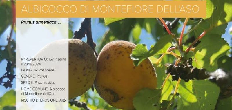 157. Albicocco di Montefiore Dell’Aso