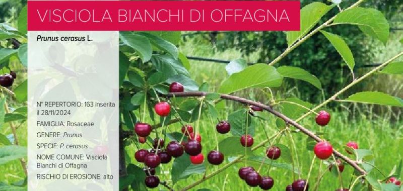 163. Visciola Bianchi di Offagna