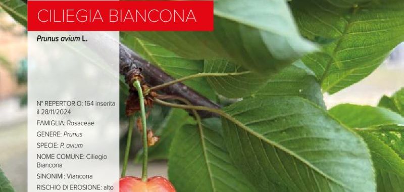 164. Ciliegia Biancona
