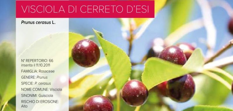 066. Visciola di Cerreto d'Esi