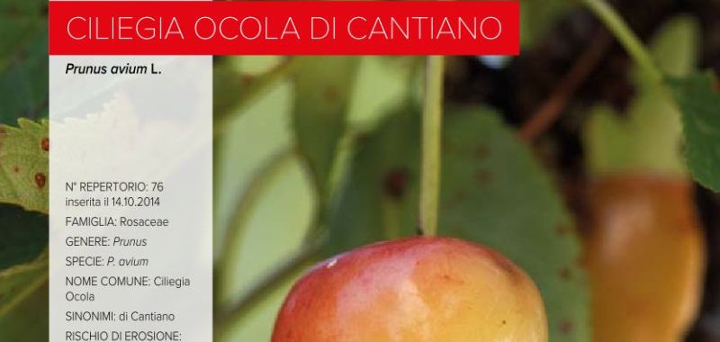 076. Ciliegia Ocola di Cantiano