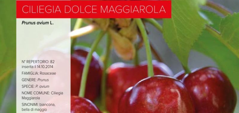 082. Ciliegia dolce Maggiarola