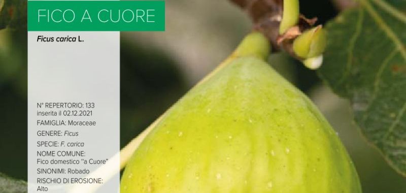 133. Fico a Cuore