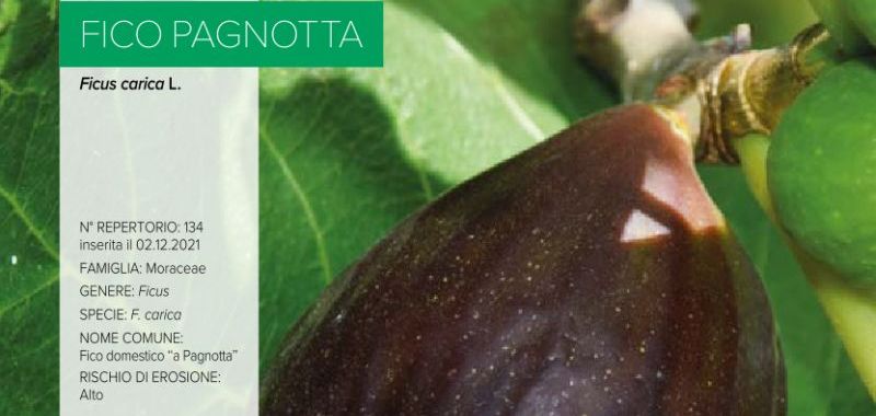 134. Fico a Pagnotta