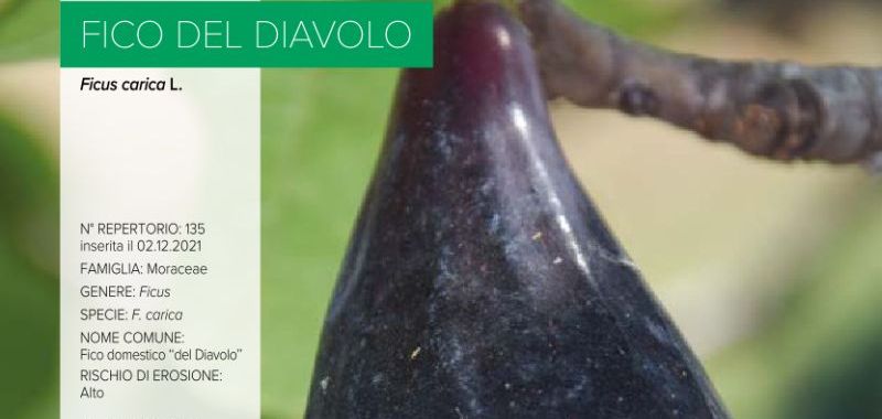 135. Fico del Diavolo